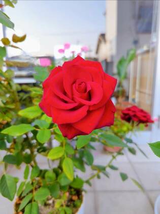 大輪の薔薇